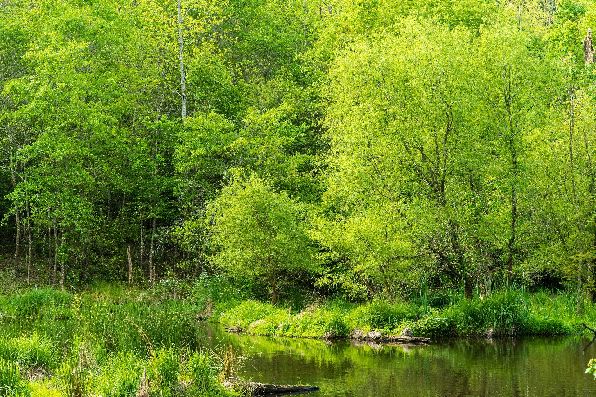 Wetlands and outdoor habitat in the Fraser Valley